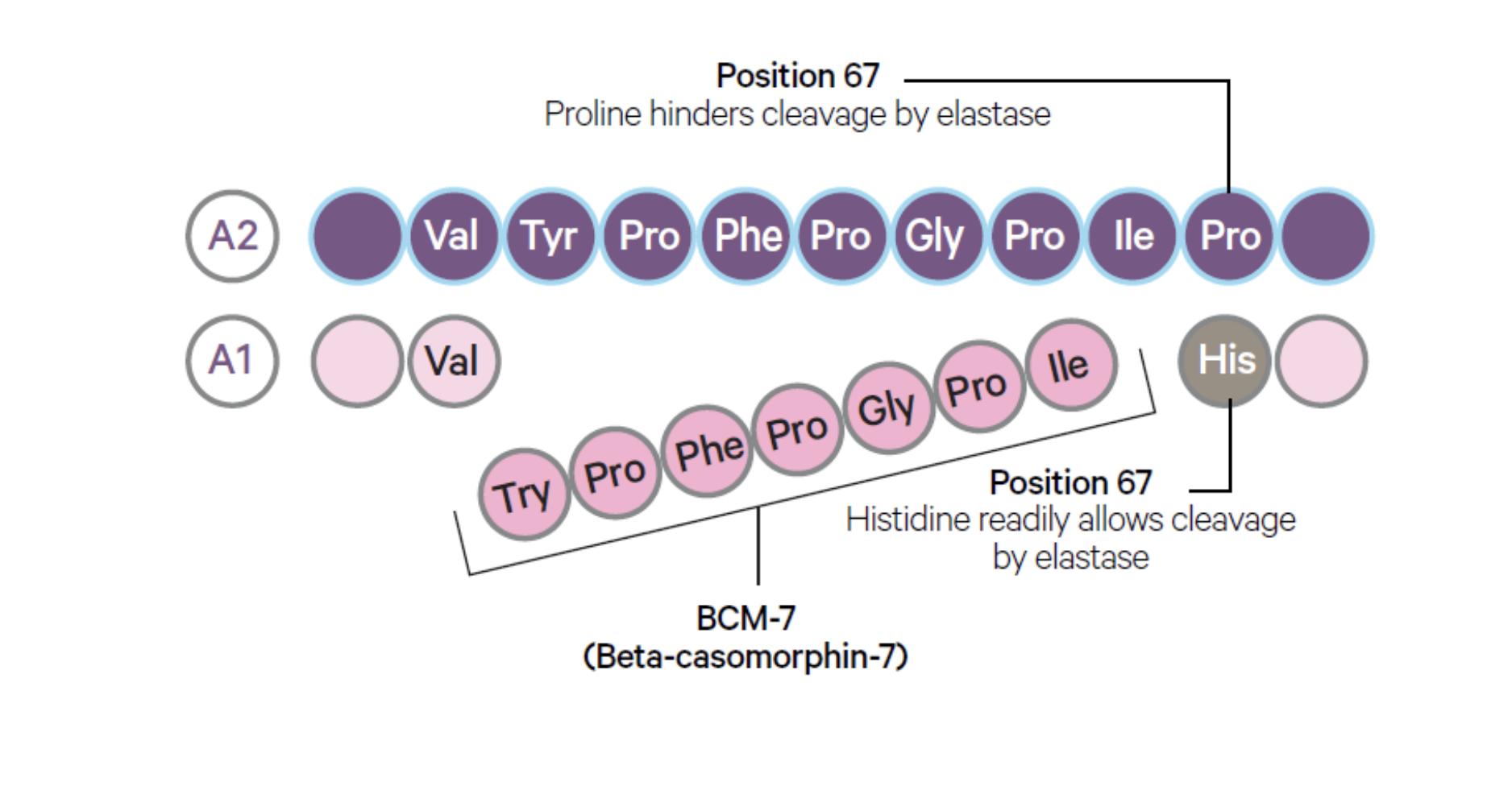 beta caseina A1 e a2